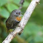 Mishmi Wren-Babbler / Spelaeornis badeigularis