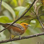 Rufous-chested Tanager / Thlypopsis ornata