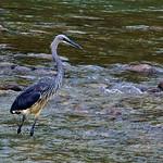 White-bellied Heron / Ardea insignis