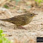Lanceolated Warbler / Locustella lanceolata