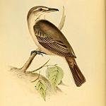 Grey-bellied Shrike-Tyrant / Agriornis micropterus