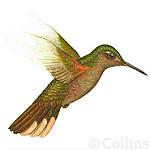 Горный саблекрыл / Campylopterus duidae