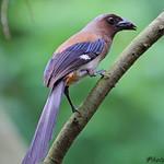 Grey Treepie / Dendrocitta formosae