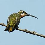 Зеленогорлый манго / Anthracothorax viridigula
