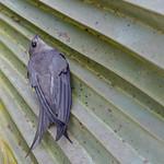 Пальмовый стриж / Cypsiurus parvus