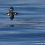 Subantarctic Shearwater / Puffinus elegans