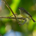 Johannes's Tody-Tyrant / Hemitriccus iohannis