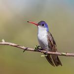 Violet-crowned Hummingbird / Ramosomyia violiceps