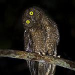 Никобарская сплюшка / Otus alius