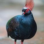 Crested Partridge / Rollulus rouloul