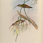 Mexican Hermit / Phaethornis mexicanus