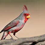 Попугаевый кардинал / Cardinalis sinuatus
