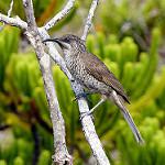 Barred Honeyeater / Glycifohia undulata