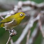 Японская белоглазка / Zosterops japonicus