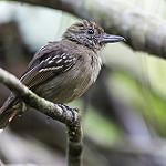 Пестрокрылый колючник / Thamnophilus atrinucha