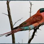 Карминная щурка / Merops nubicoides