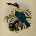 Flat-billed Kingfisher / Todiramphus recurvirostris