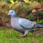 Клинтух / Columba oenas