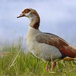 Нильский гусь / Alopochen aegyptiaca