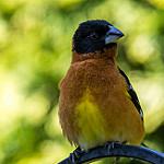фото