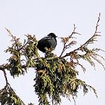 Белоспинная синица / Melaniparus leuconotus
