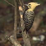 Ochre-backed Woodpecker / Celeus ochraceus