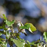 Рыжелобая желтобрюшка / Eremomela turneri