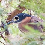 Белоспинная кваква / Calherodius leuconotus