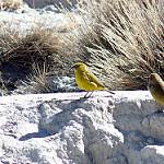 Puna Yellow Finch / Sicalis lutea
