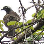 Сиреневошейная сойка / Cyanocorax heilprini
