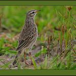Восточноафриканский конёк / Anthus melindae