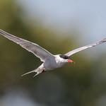 Речная крачка / Sterna hirundo