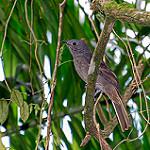 Cinnamon-vented Piha / Lipaugus lanioides