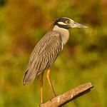 Крабовая кваква / Nyctanassa violacea