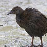 Новобританский трескун / Hypotaenidia insignis