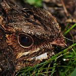Malaysian Eared Nightjar / Lyncornis temminckii