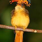 Atlantic Royal Flycatcher / Onychorhynchus swainsoni