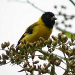 Saffron Siskin / Spinus siemiradzkii