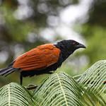 Short-toed Coucal / Centropus rectunguis