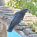 Кубинская ворона / Corvus nasicus