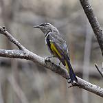 Crescent Honeyeater / Phylidonyris pyrrhopterus