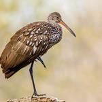 Limpkin / Aramus guarauna