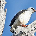 Чернолицая агуйла / Leucopternis melanops