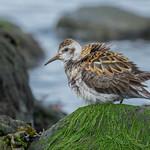 Берингийский песочник / Calidris ptilocnemis
