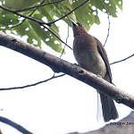 Zamboanga Bulbul / Hypsipetes rufigularis