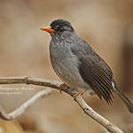 Malagasy Bulbul / Hypsipetes madagascariensis