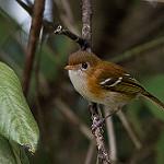 Косумельский виреон / Vireo bairdi