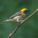 Baya Weaver / Ploceus philippinus