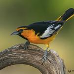Белокрылый трупиал / Icterus bullockii