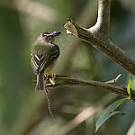 Southern Bentbill / Oncostoma olivaceum